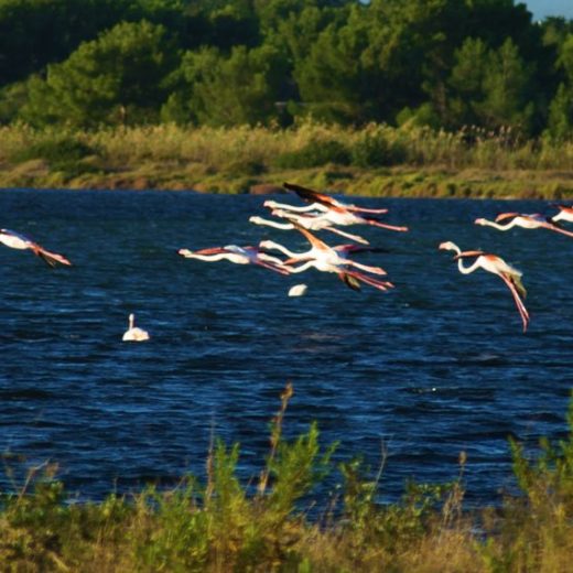 LO SPETTACOLO DEI FENICOTTERI ROSA